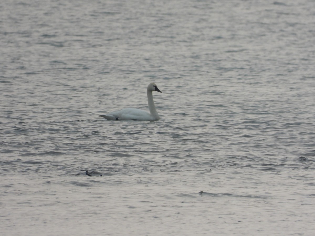 Tundra Swan - ML575149441