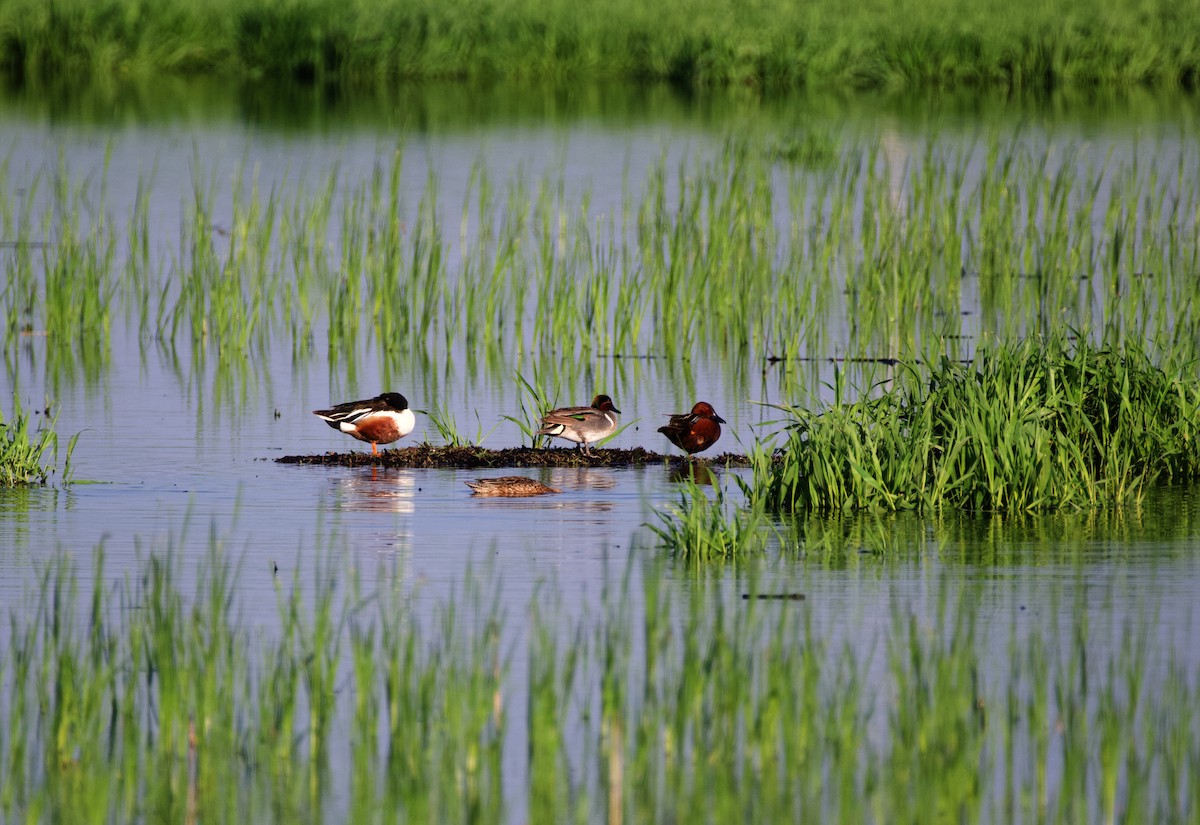 Cinnamon Teal - ML575151341