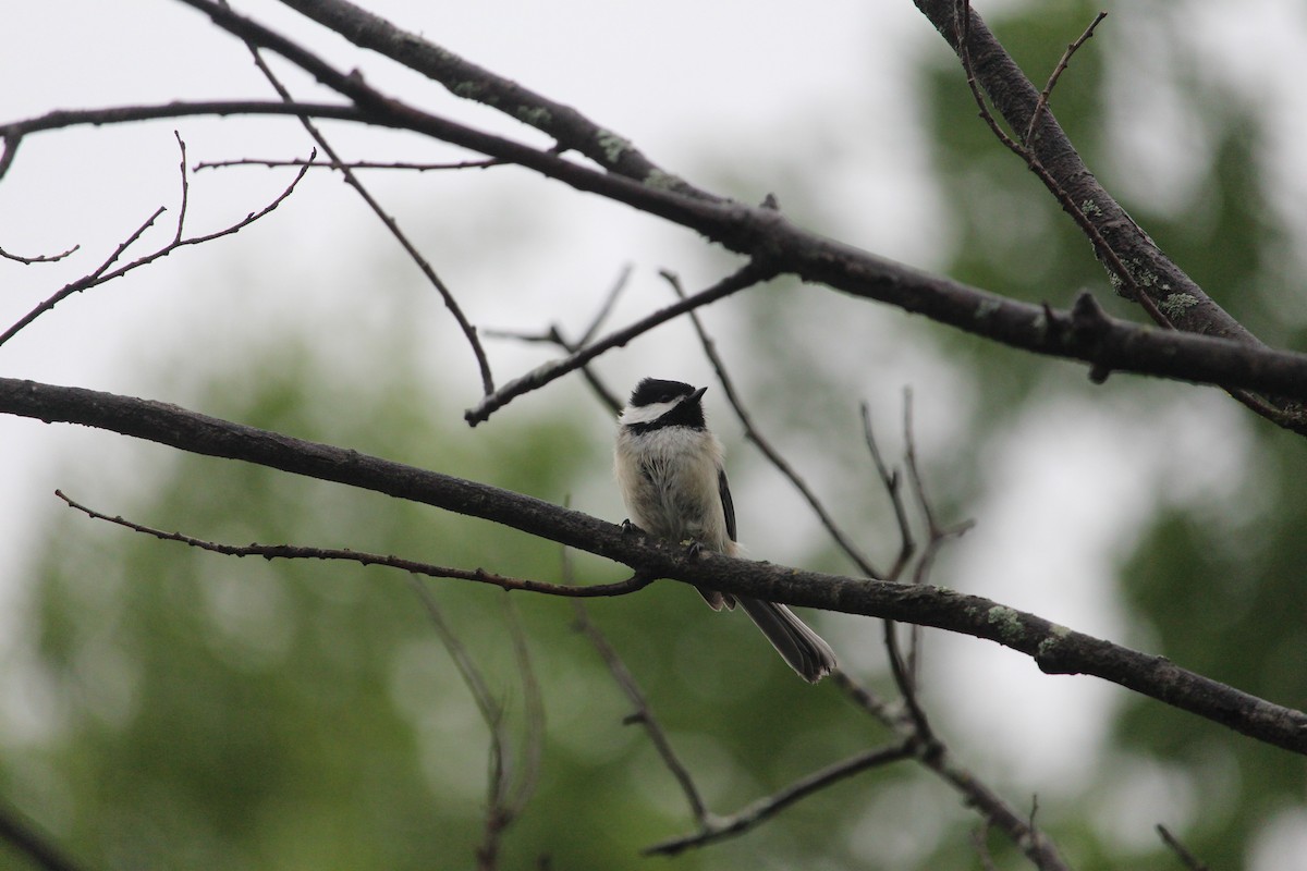 Black-capped Chickadee - ML575151361