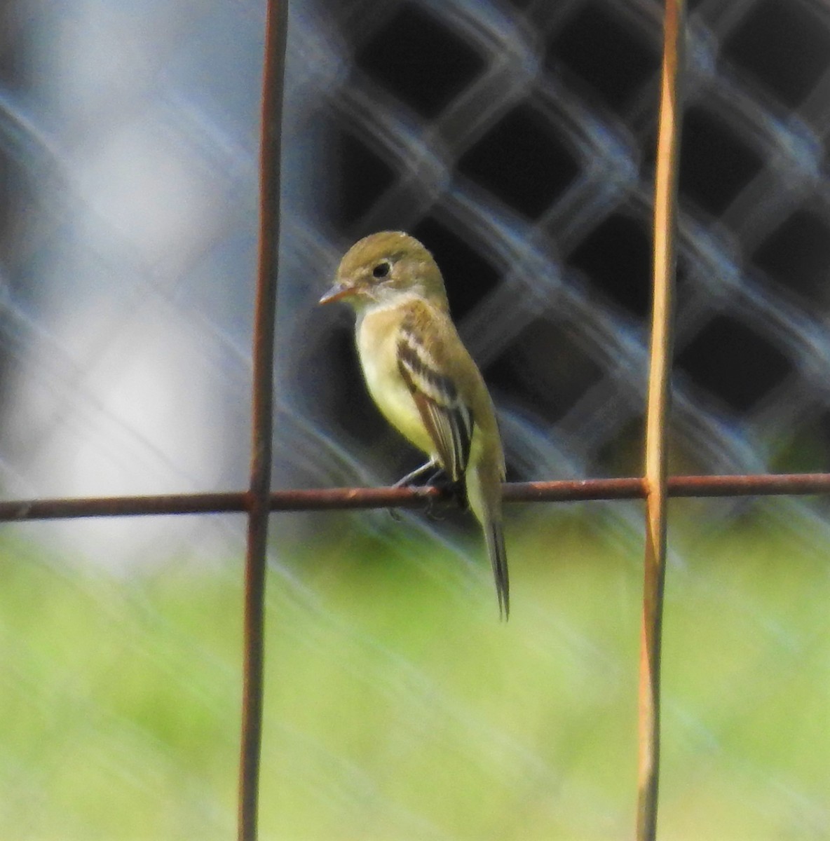 Least Flycatcher - ML575151591