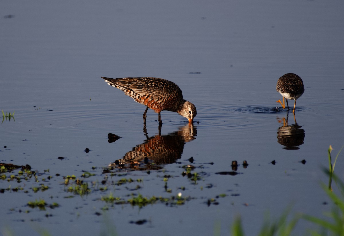 Hudsonian Godwit - ML575151971