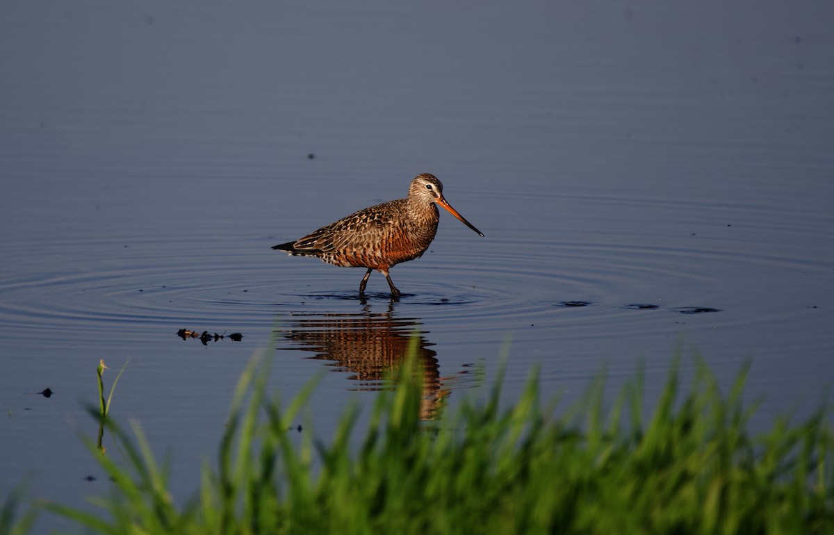 Hudsonian Godwit - ML575152021