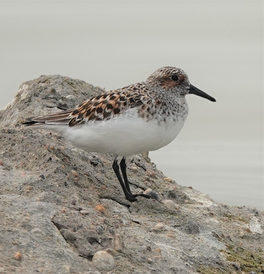 Sanderling - ML575152391