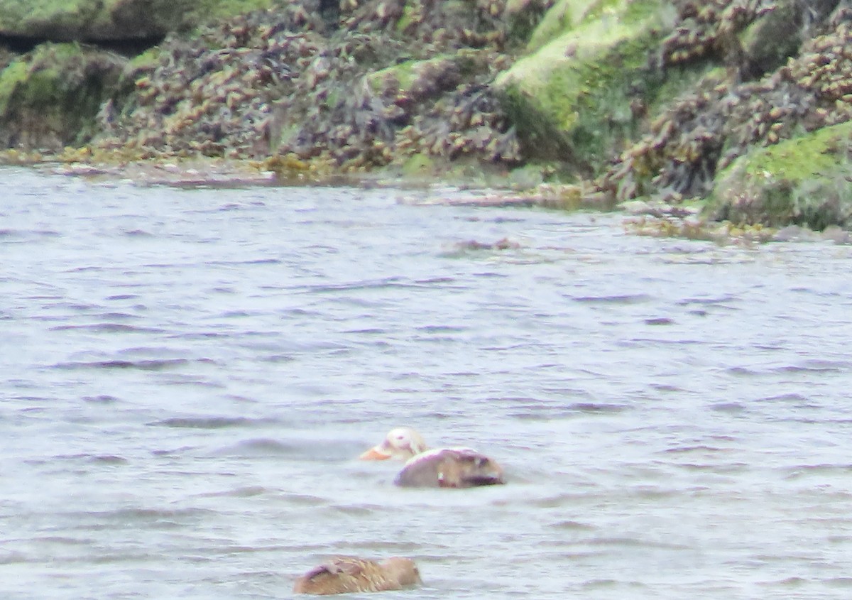 Spectacled Eider - ML575152661