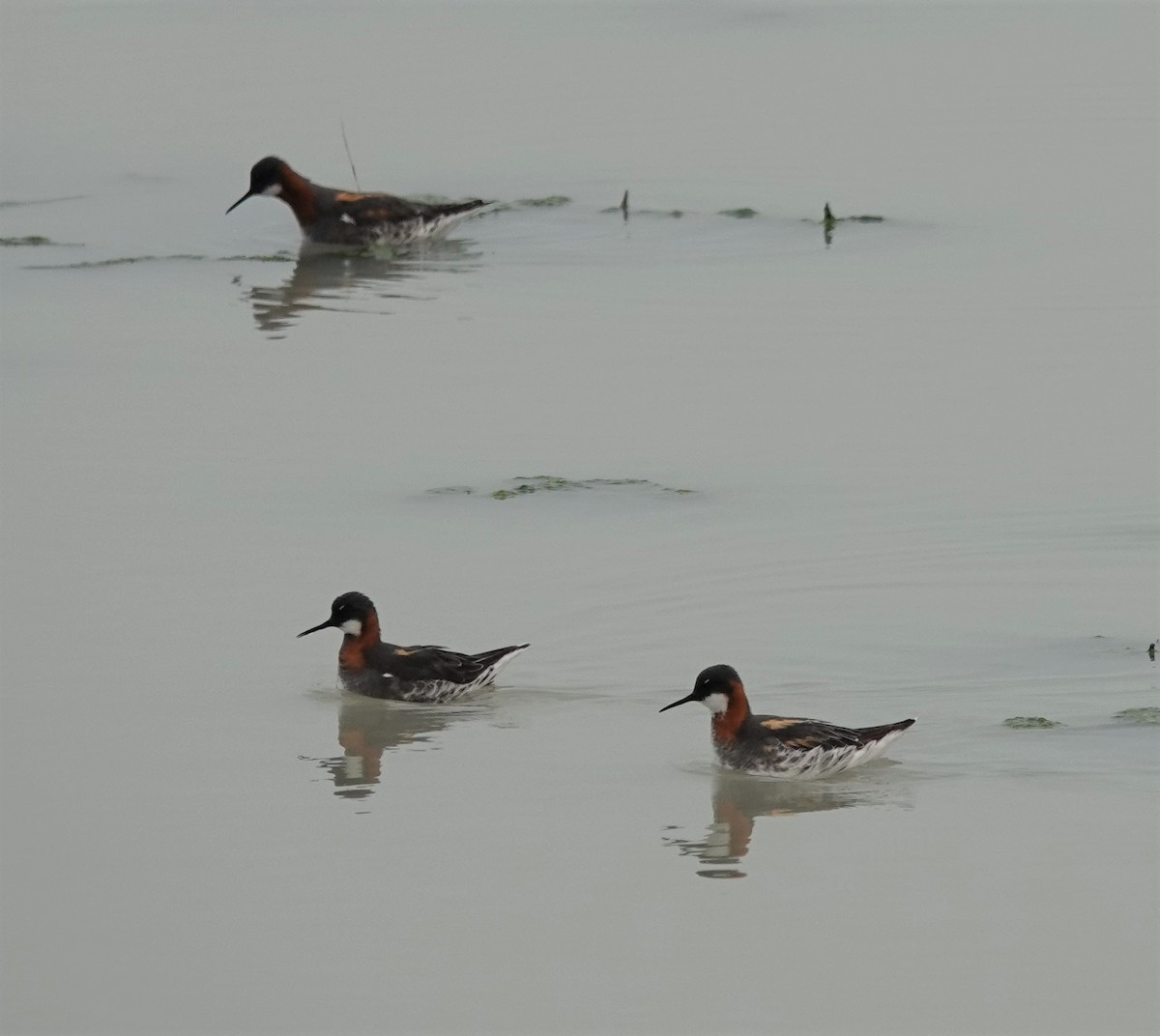 Phalarope à bec étroit - ML575152681