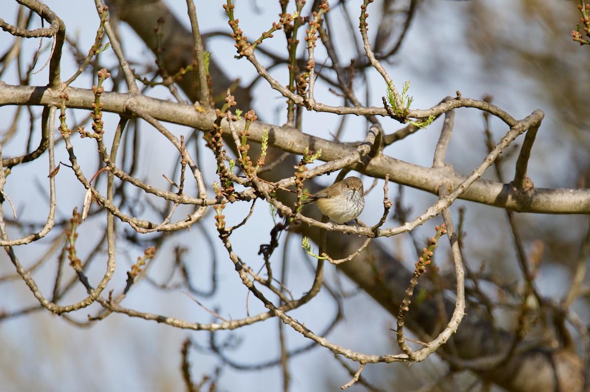 Inland Thornbill - ML575152691