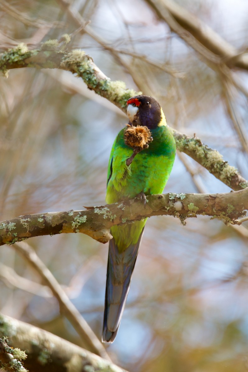 Australian Ringneck - ML575152711