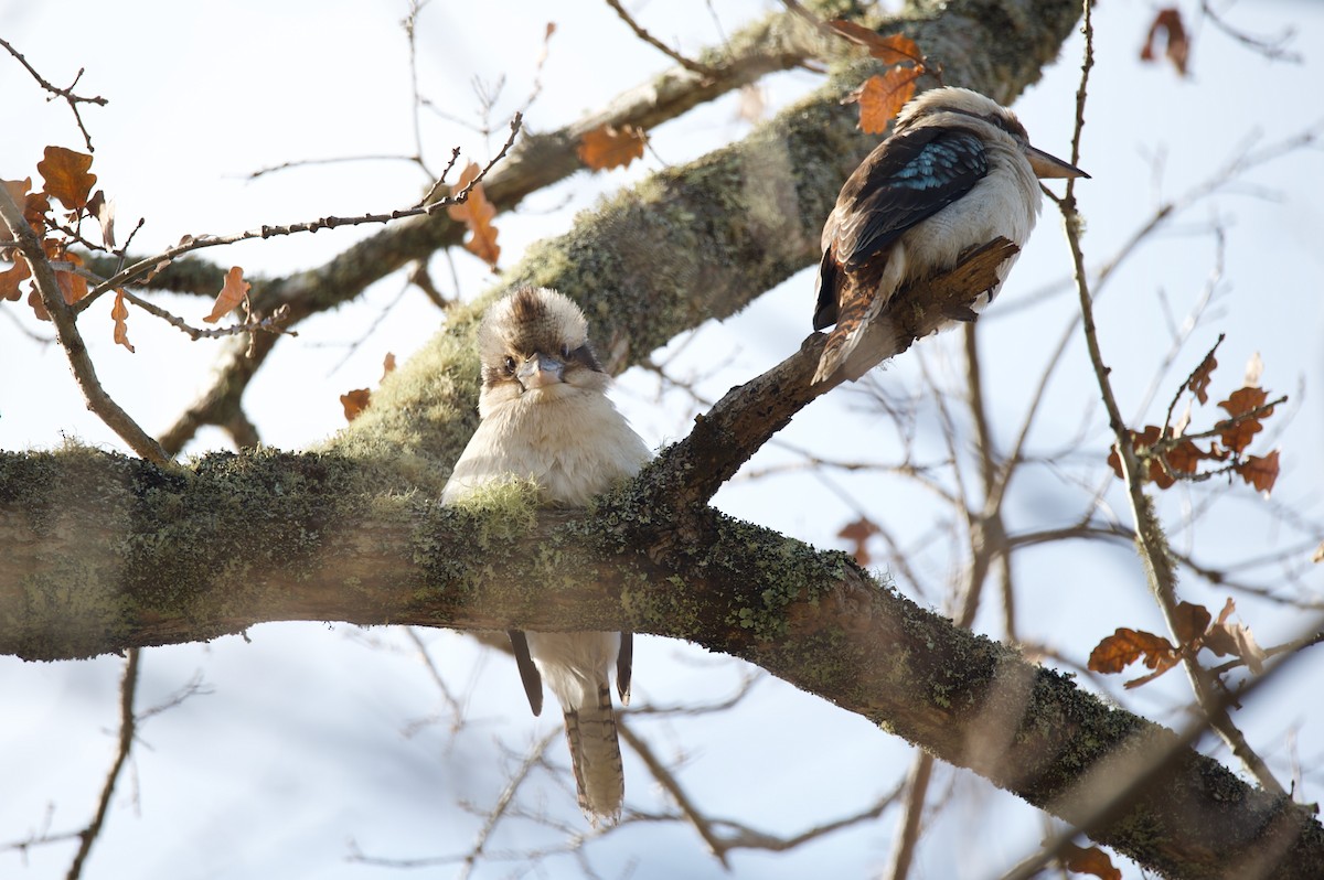 Laughing Kookaburra - ML575152821