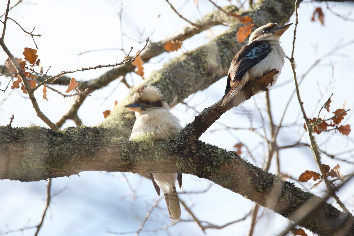 Laughing Kookaburra - Alfred & Hidi Lau