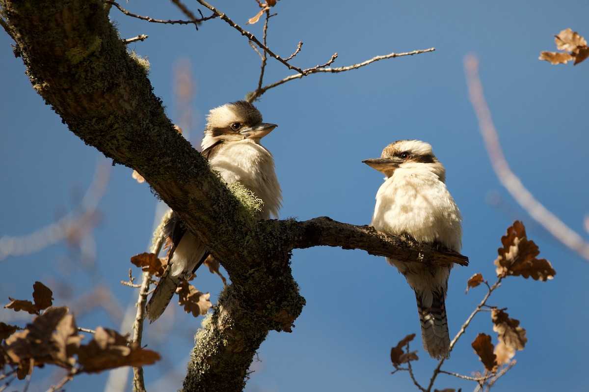 Laughing Kookaburra - ML575152861