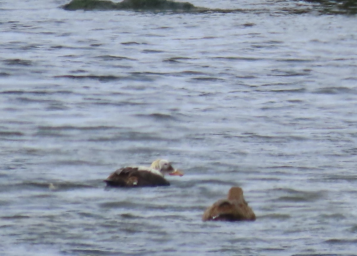 Spectacled Eider - ML575153151