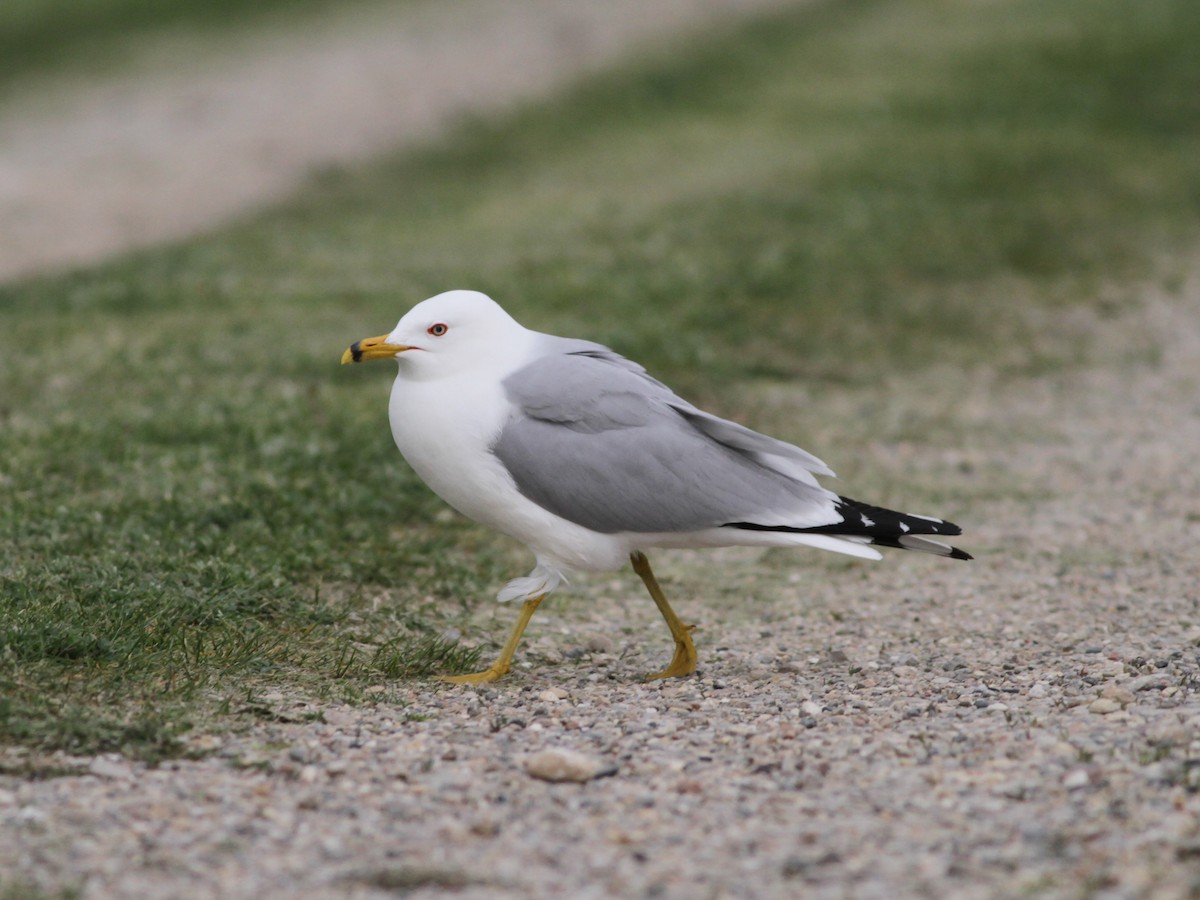 Ring-billed Gull - Marc North