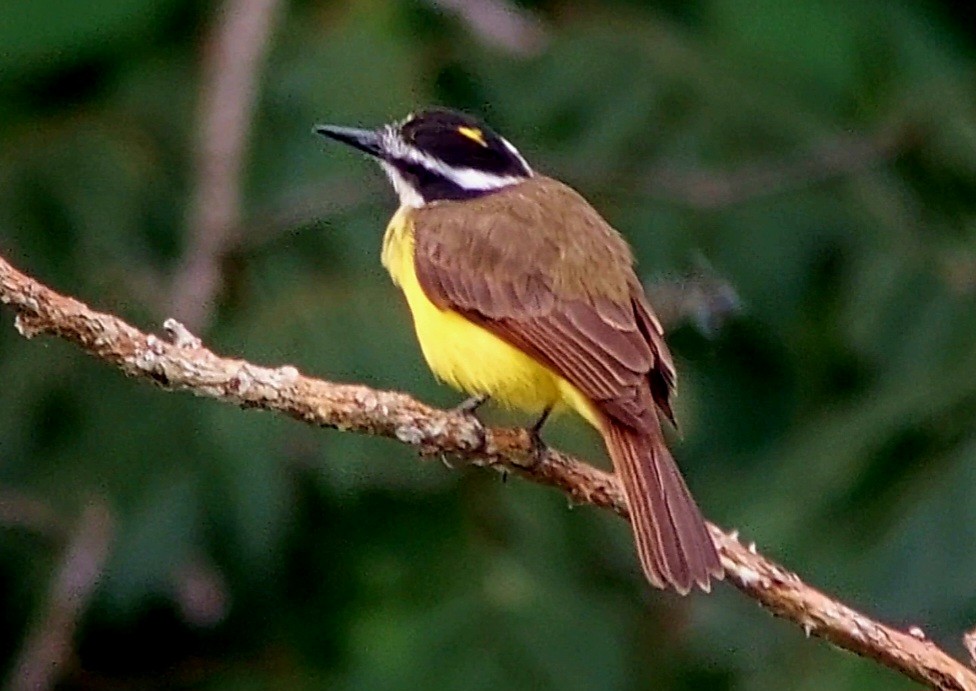 Lesser Kiskadee - Fernando Barrantes