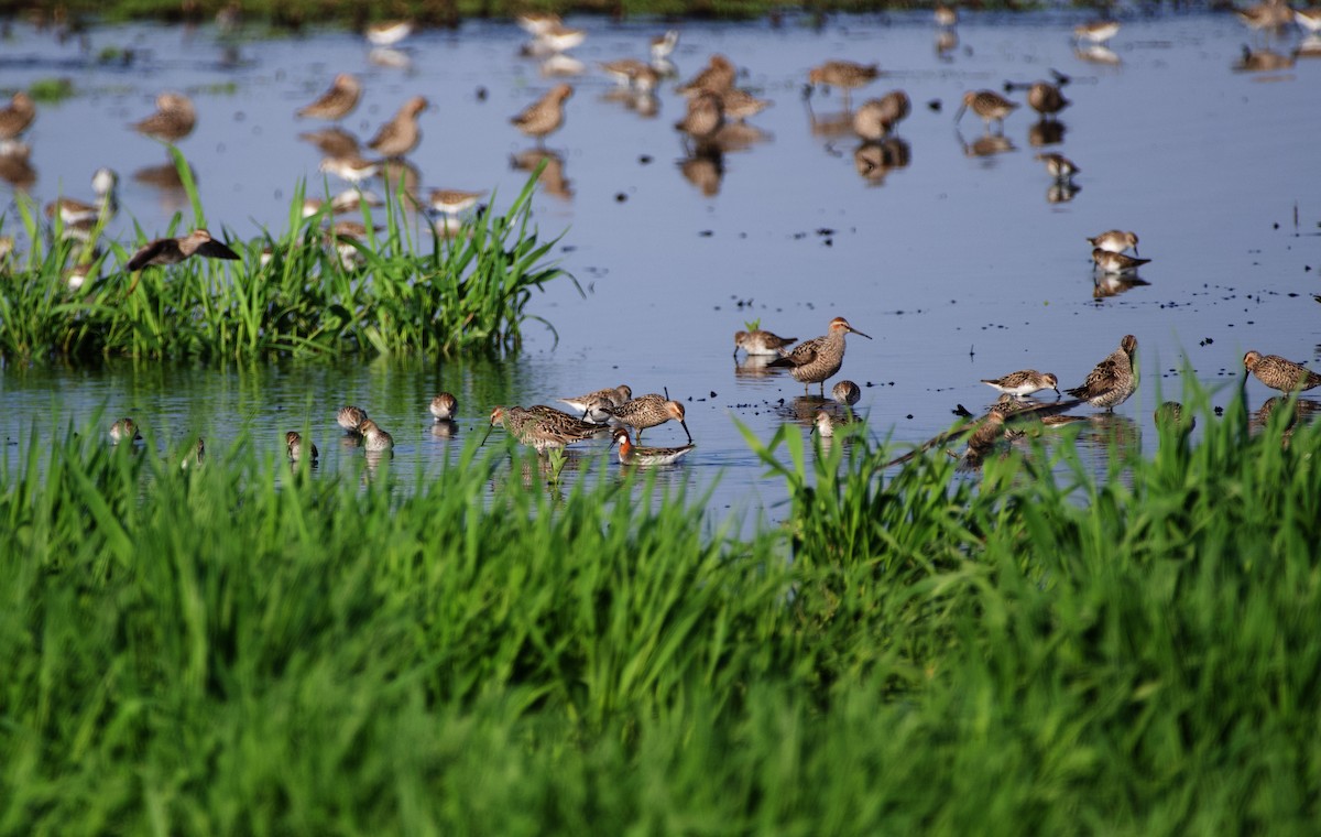 Red-necked Phalarope - ML575153881