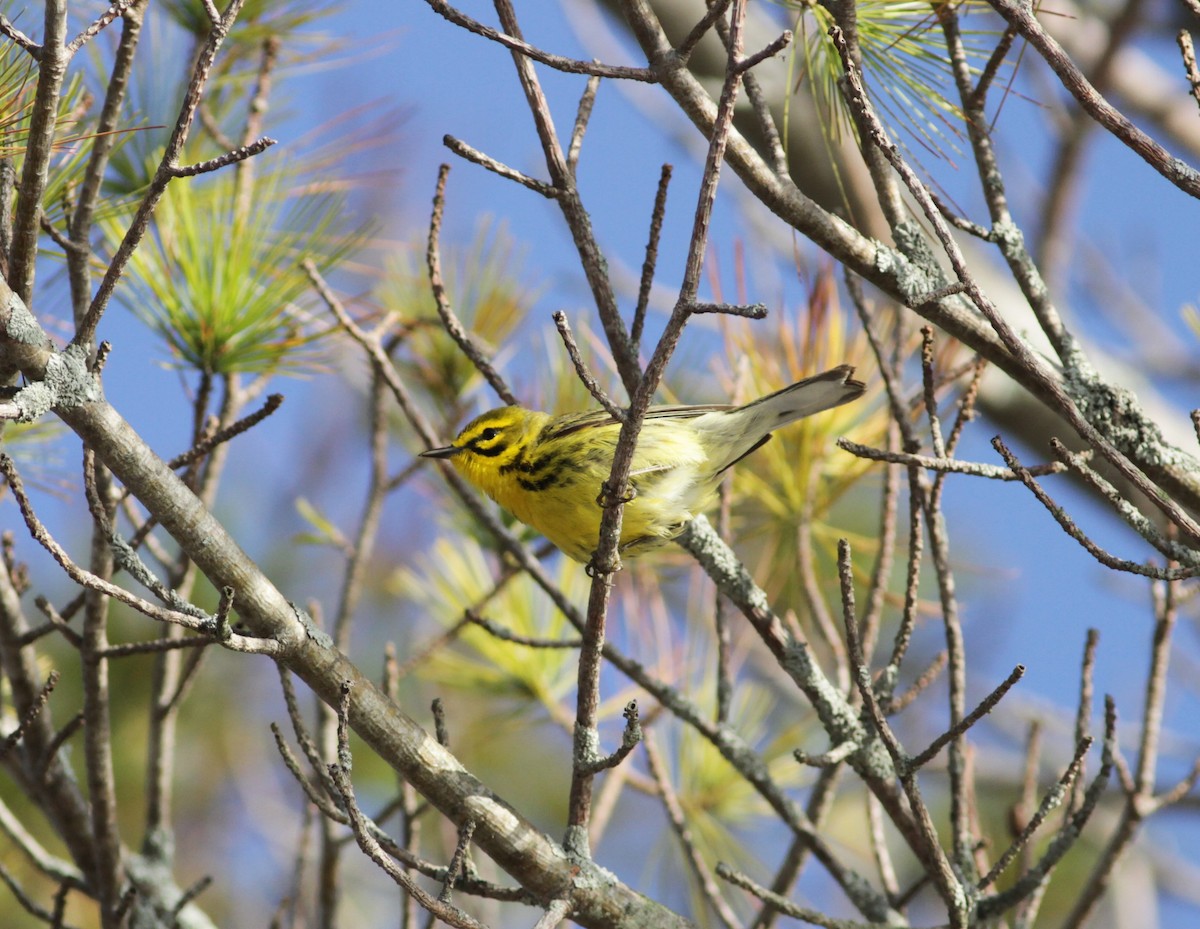 Prairie Warbler - Marc North