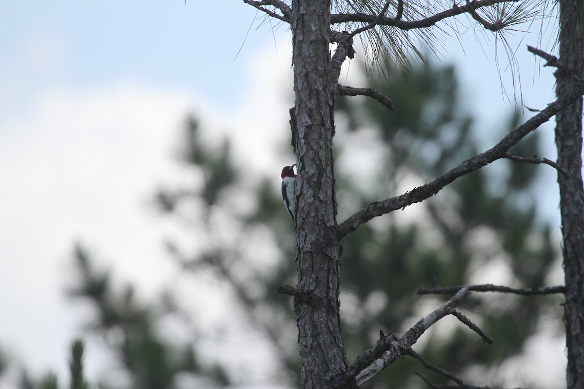 Red-headed Woodpecker - Aaron Charbonneau