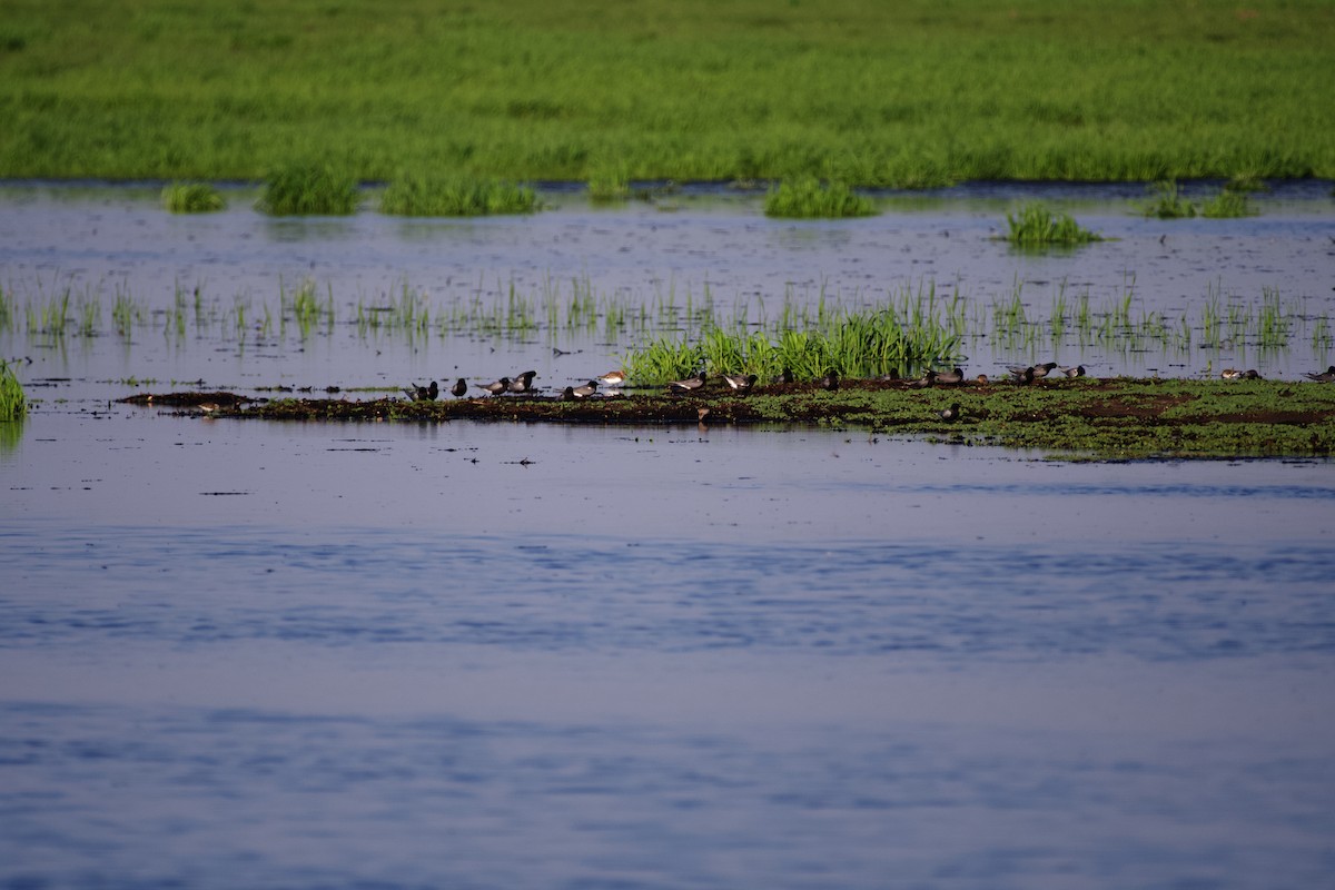 Black Tern - ML575155241