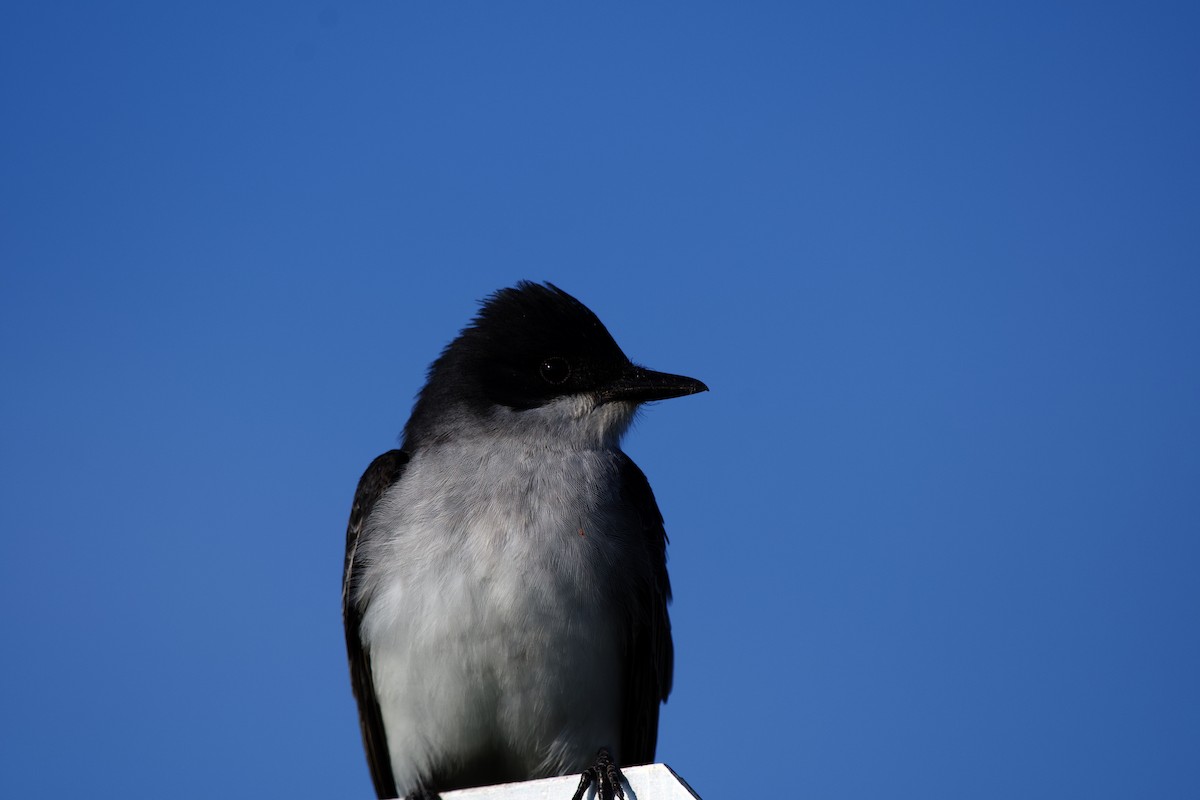 Eastern Kingbird - ML575155751