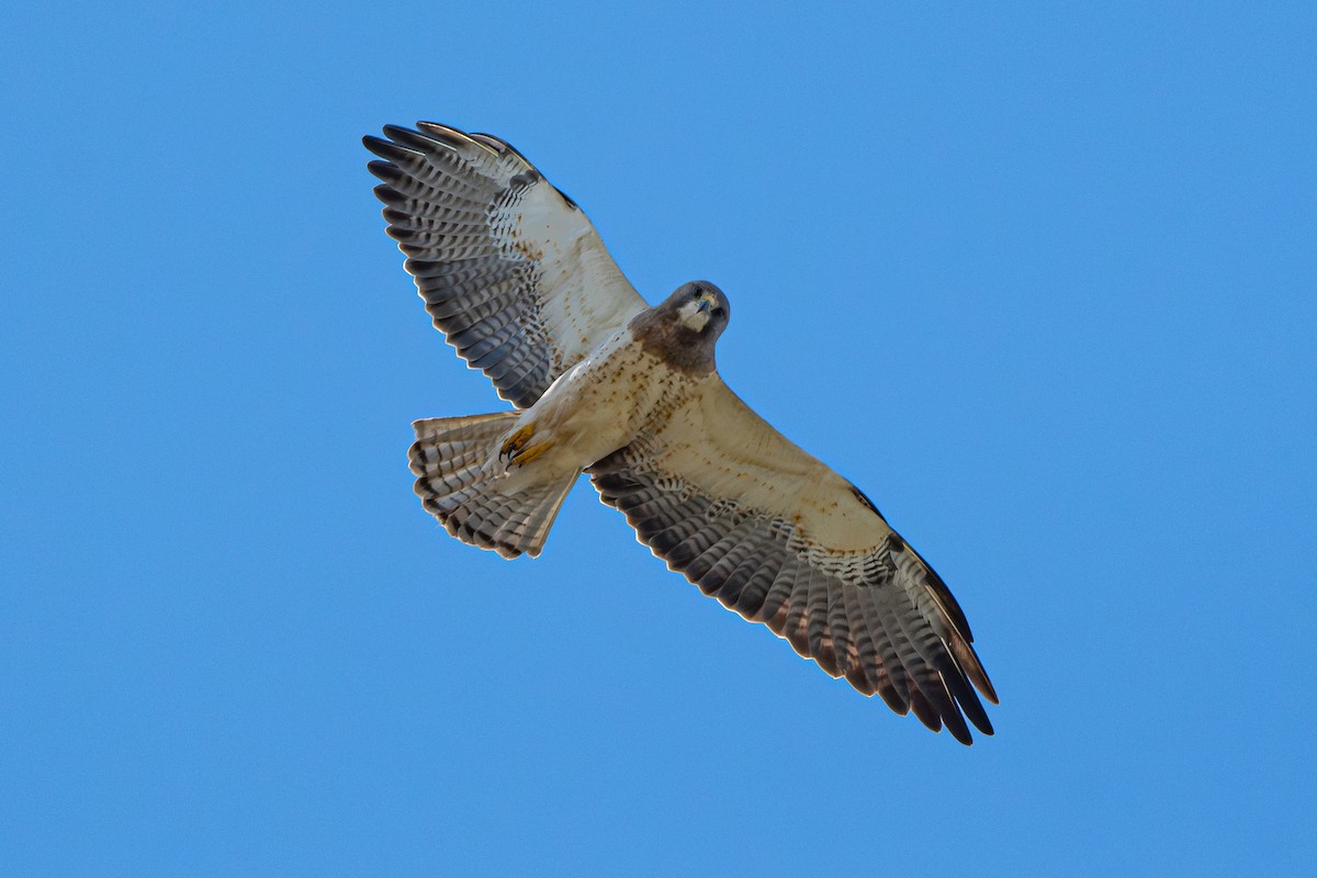 Swainson's Hawk - ML575156621