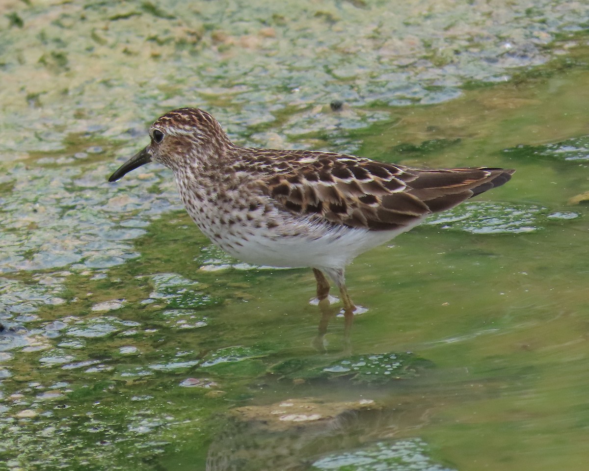 Least Sandpiper - ML575158091