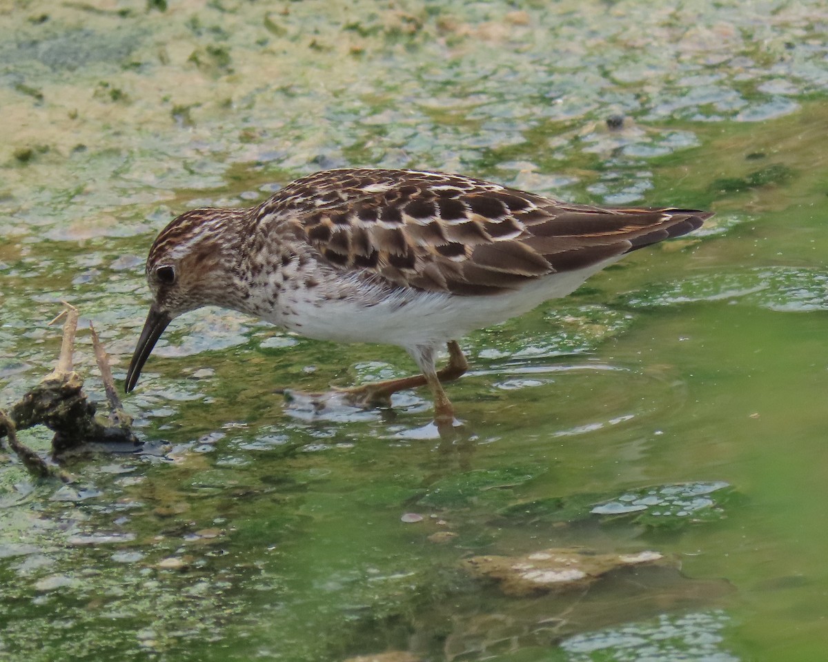 Least Sandpiper - ML575158101