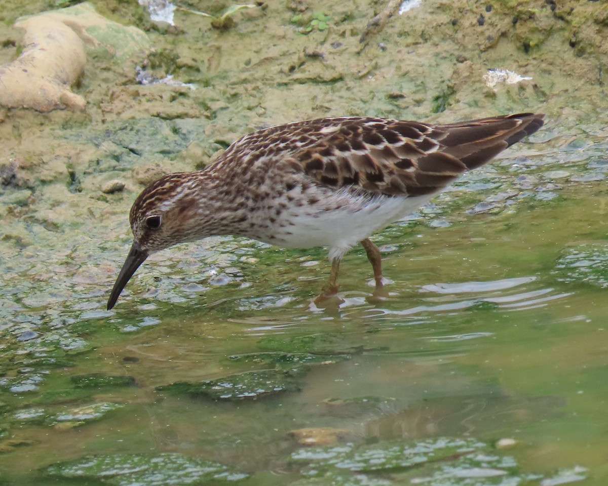 Least Sandpiper - ML575158111