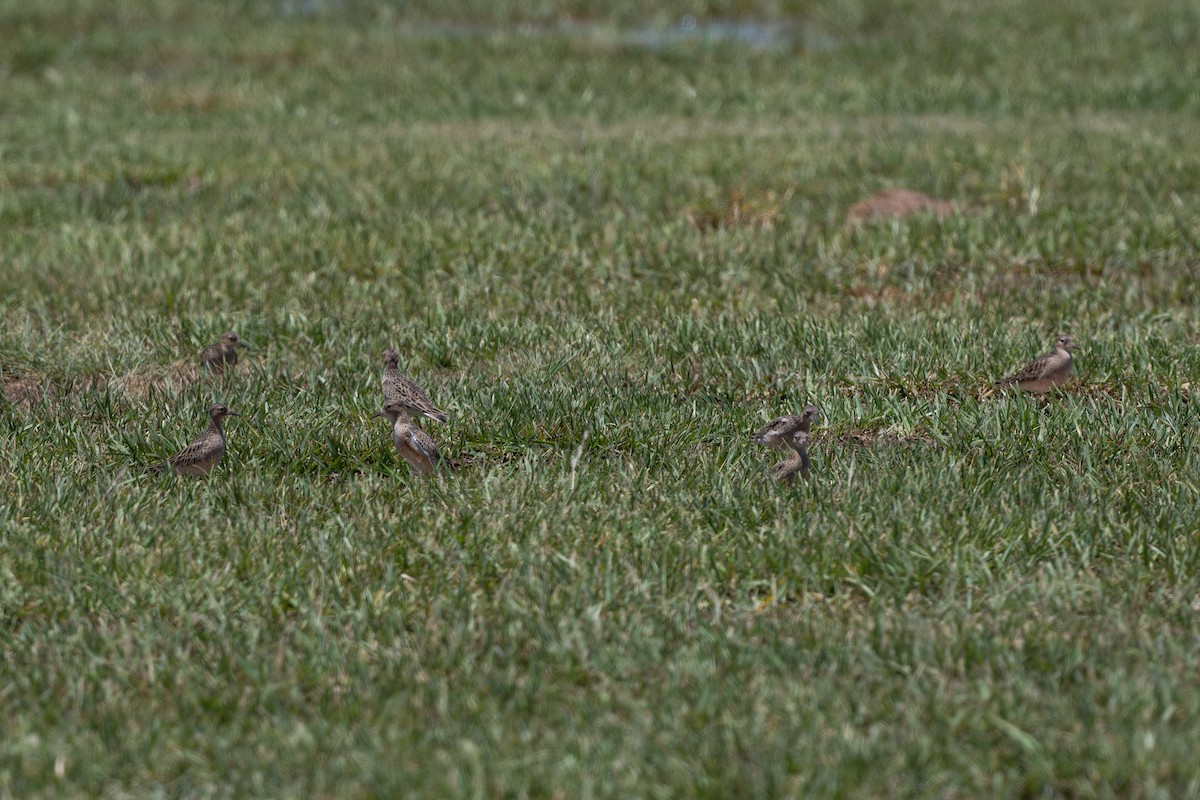 Buff-breasted Sandpiper - Dmitriy Aronov