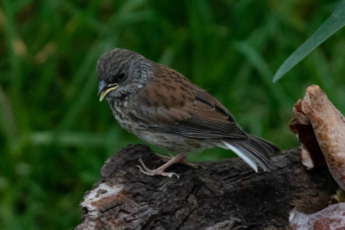 Yellow-eyed Junco - ML575158701