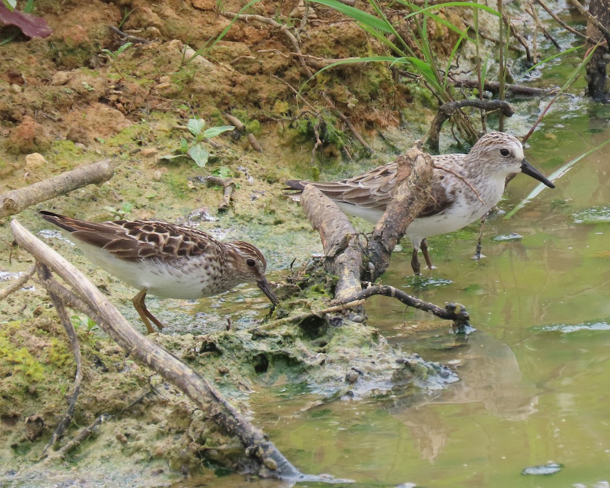 Least Sandpiper - ML575159271