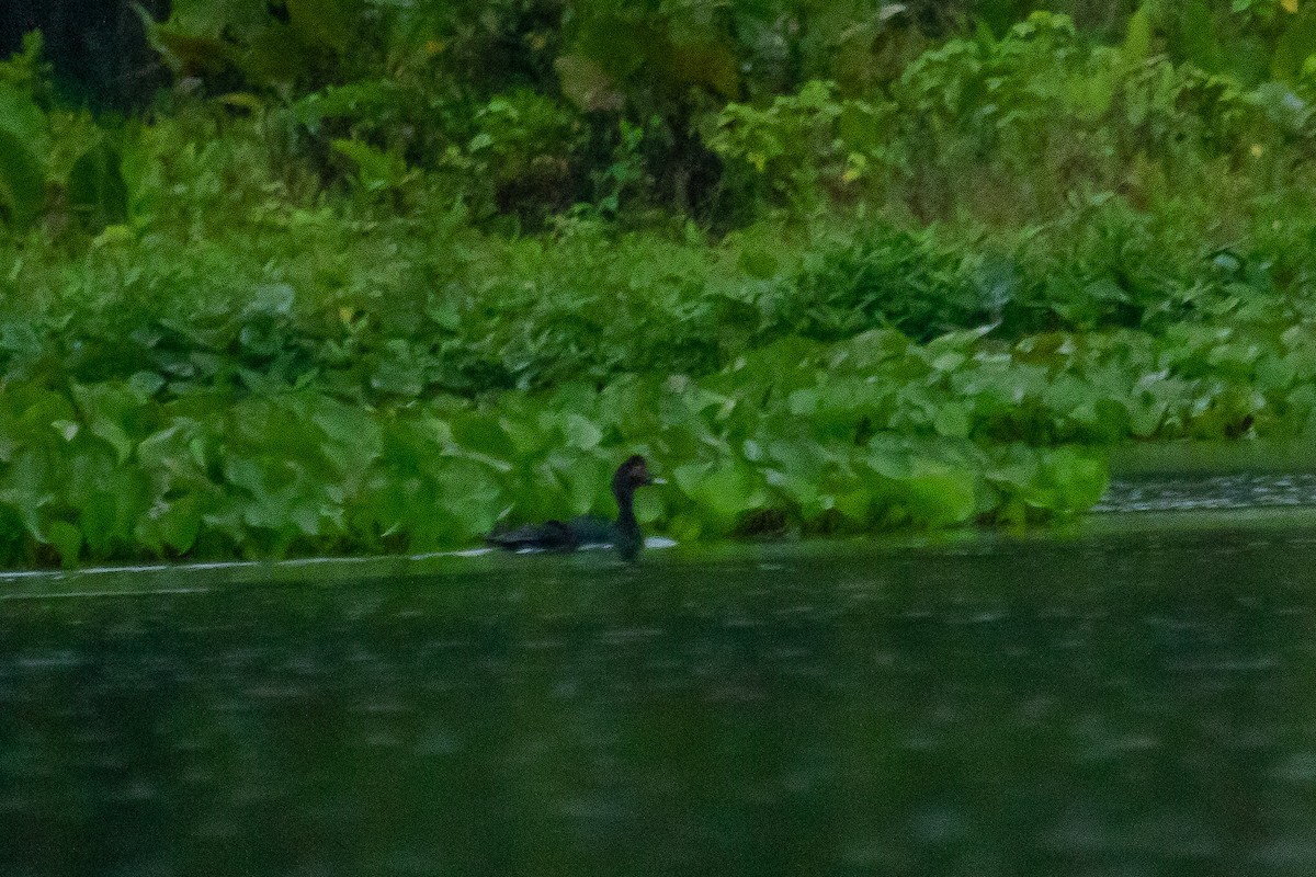 Muscovy Duck - ML575159521