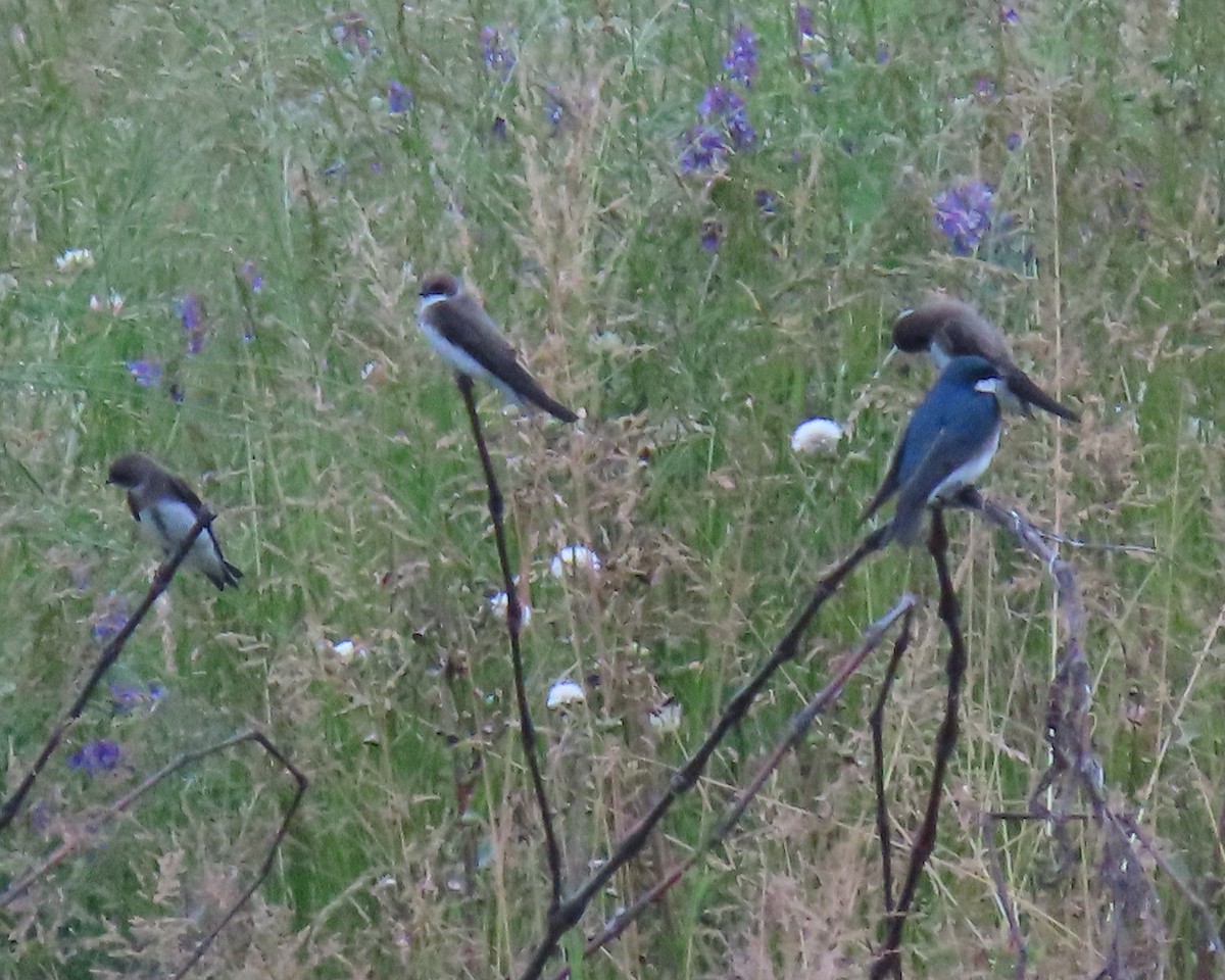 Bank Swallow - ML575160401