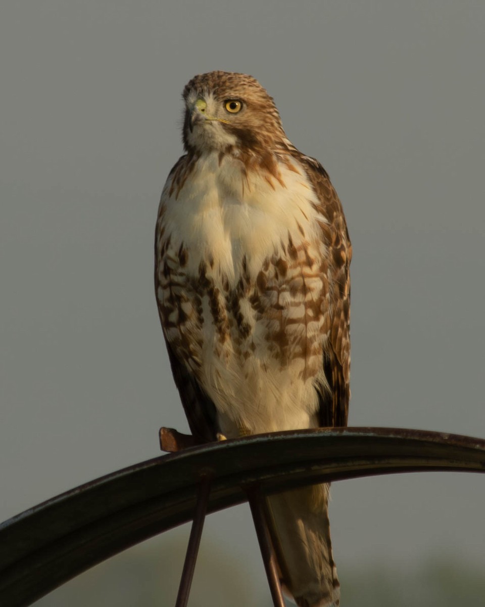 Red-tailed Hawk - ML575161041