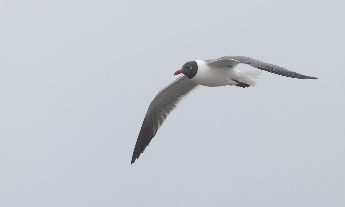 Laughing Gull - ML575161271