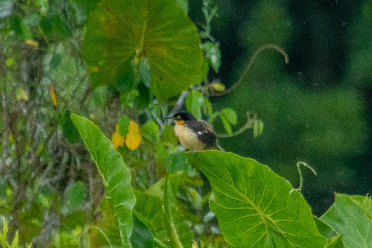 Black-capped Donacobius - ML575161761