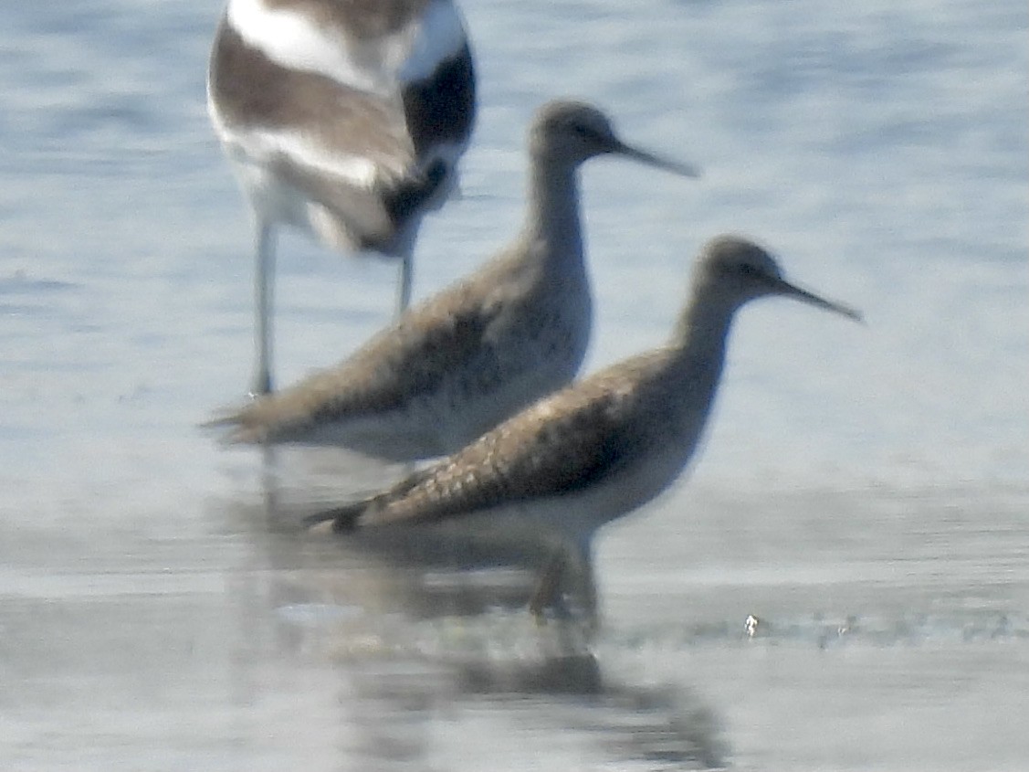 Lesser Yellowlegs - Margaret Mackenzie