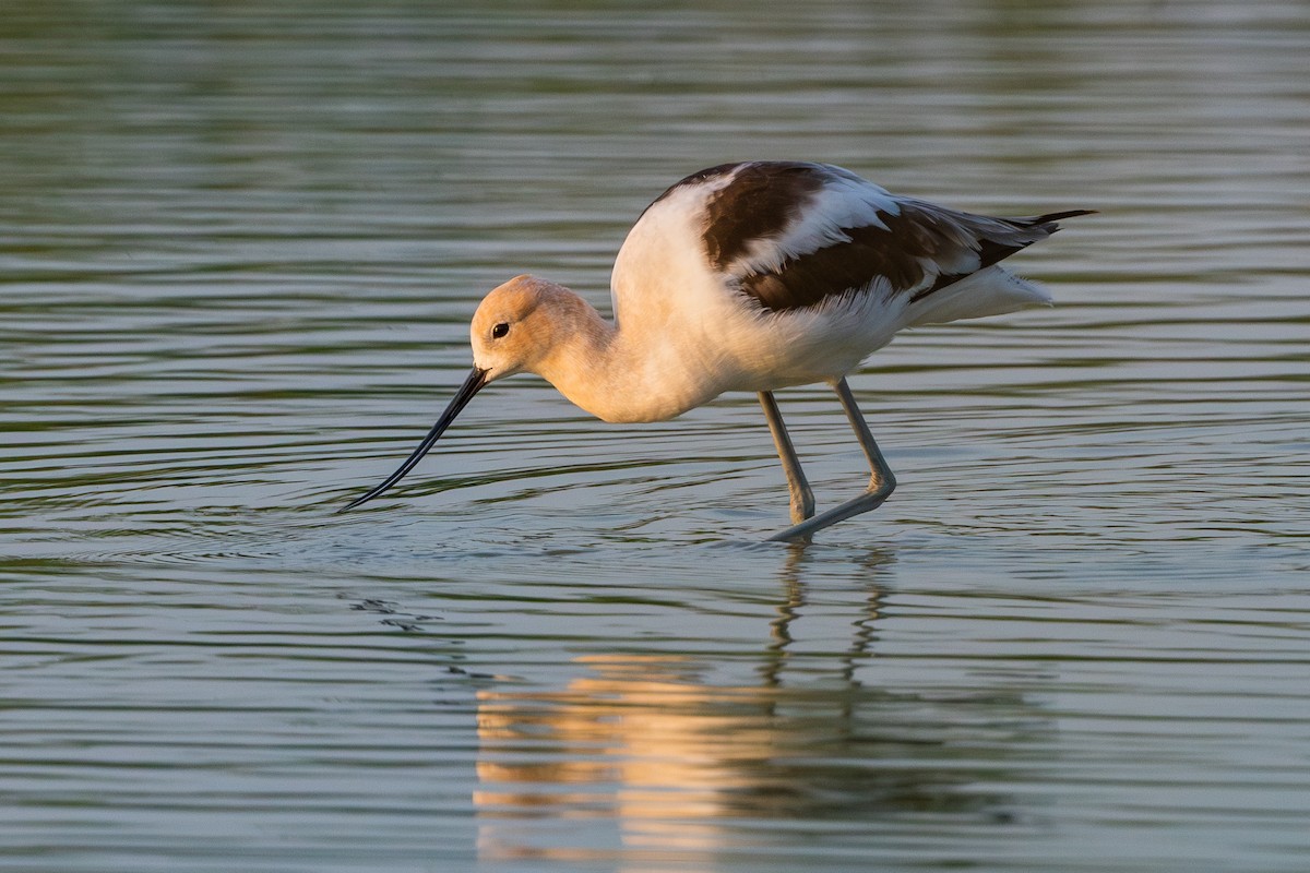 American Avocet - Dmitriy Aronov