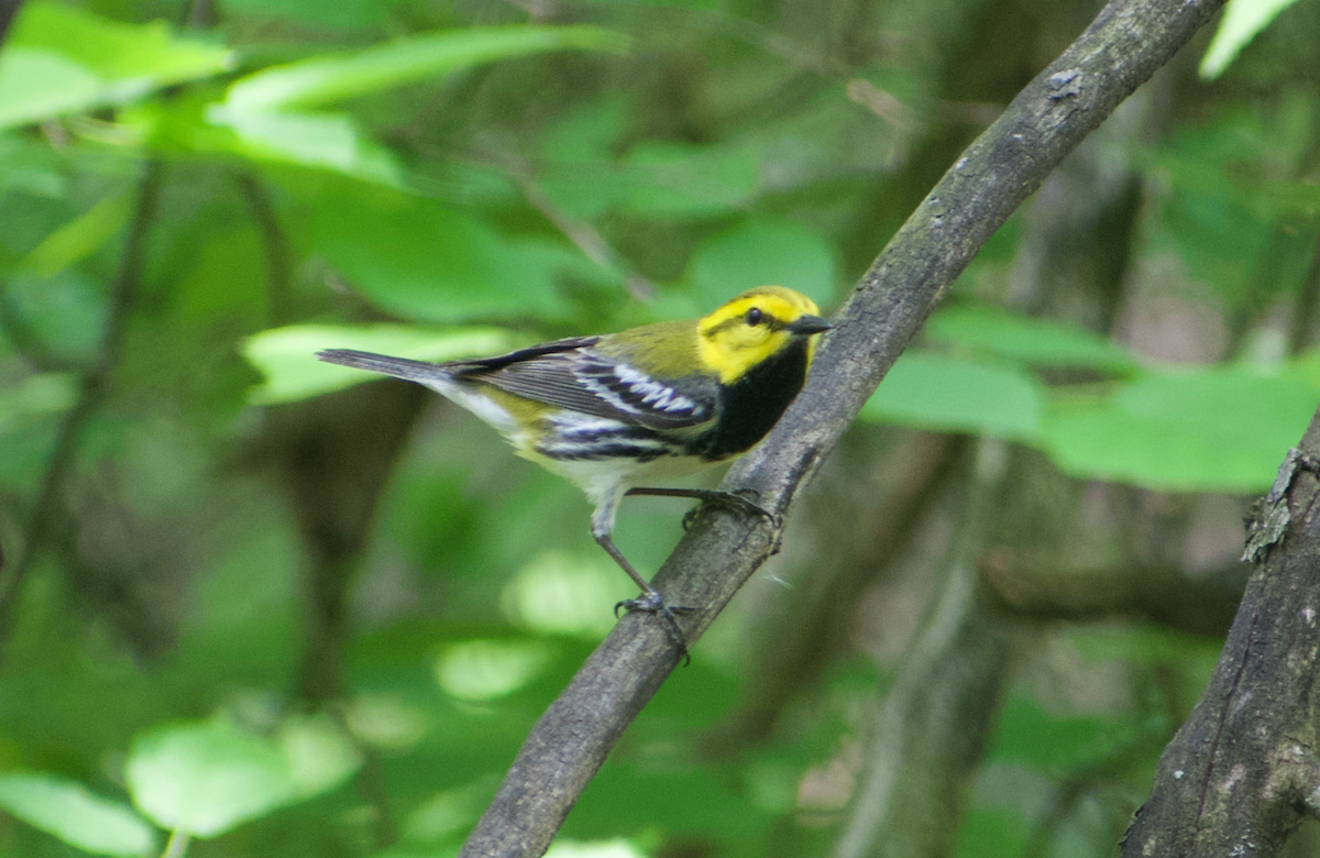 Black-throated Green Warbler - Andy McGeoch 🦆