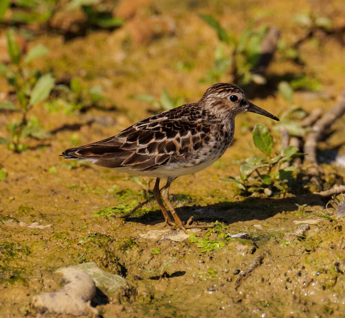 Least Sandpiper - ML575163491