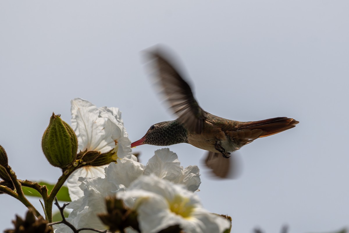 Buff-bellied Hummingbird - Dmitriy Aronov