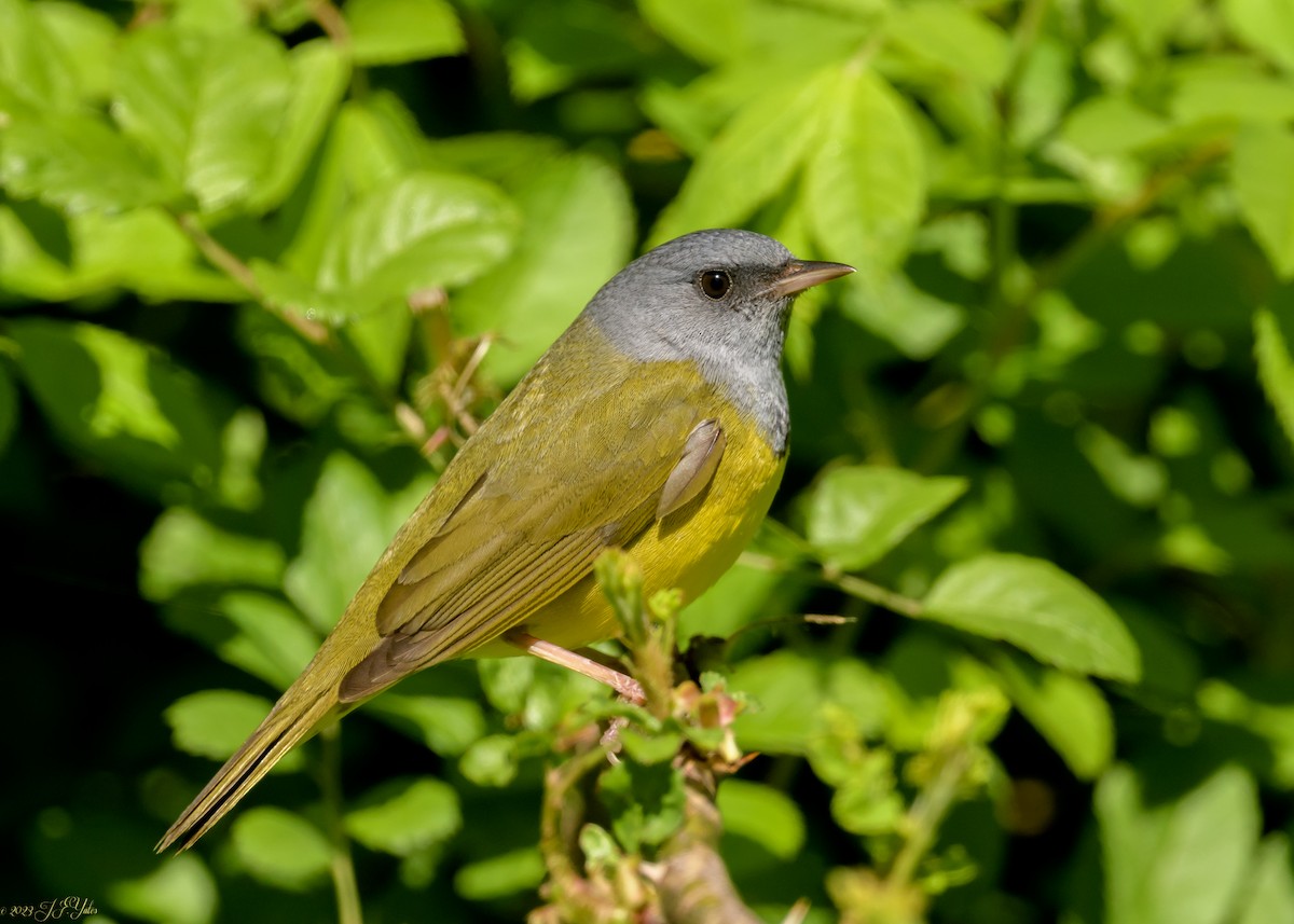 Mourning Warbler - ML575165661