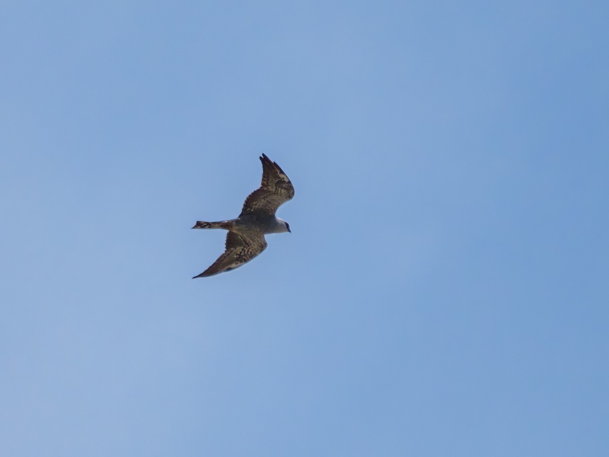 Mississippi Kite - ML575167691