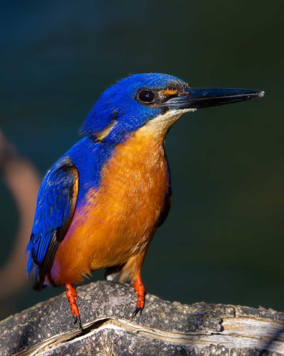 Azure Kingfisher - Bernadett Kery