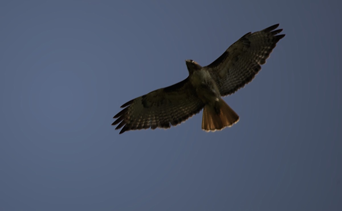 Red-tailed Hawk - Nagendra Tanikella