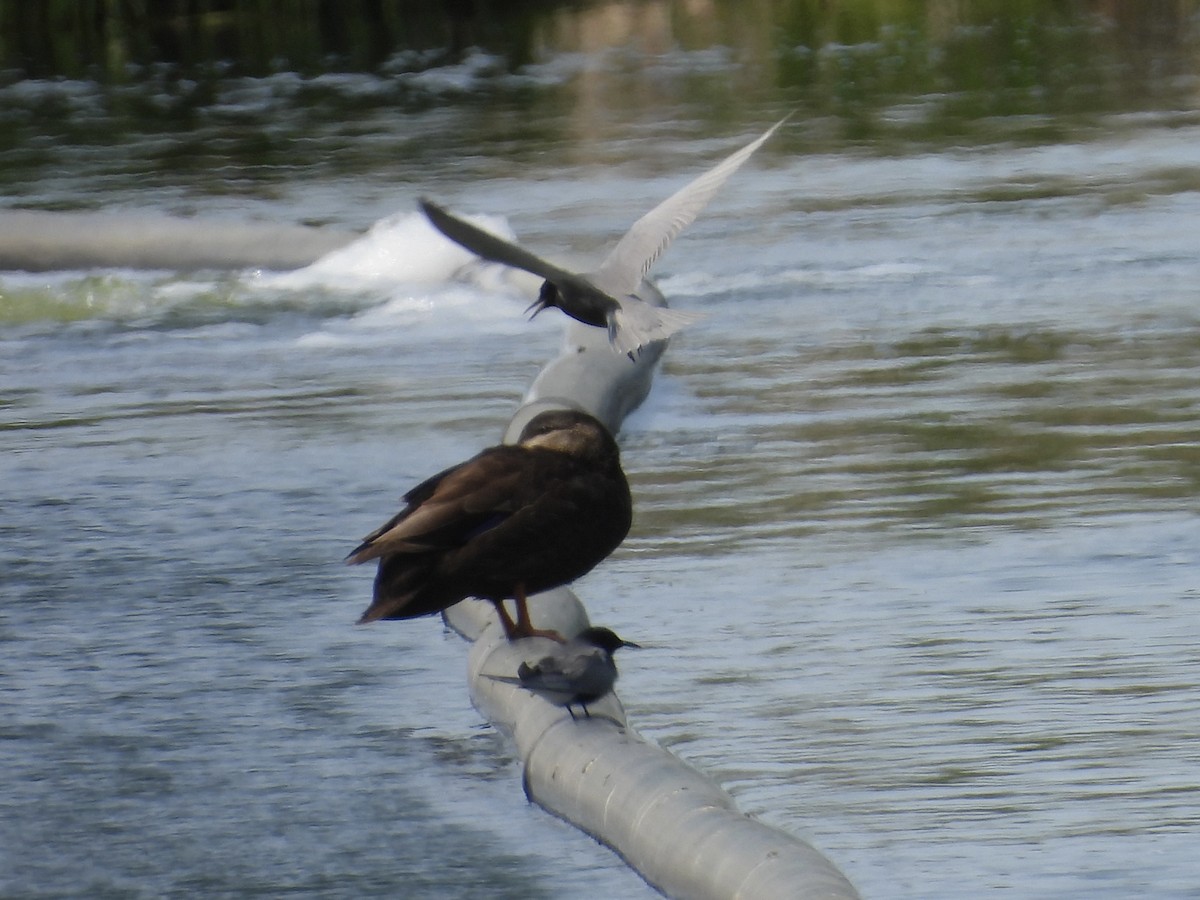 Black Tern - C Douglas