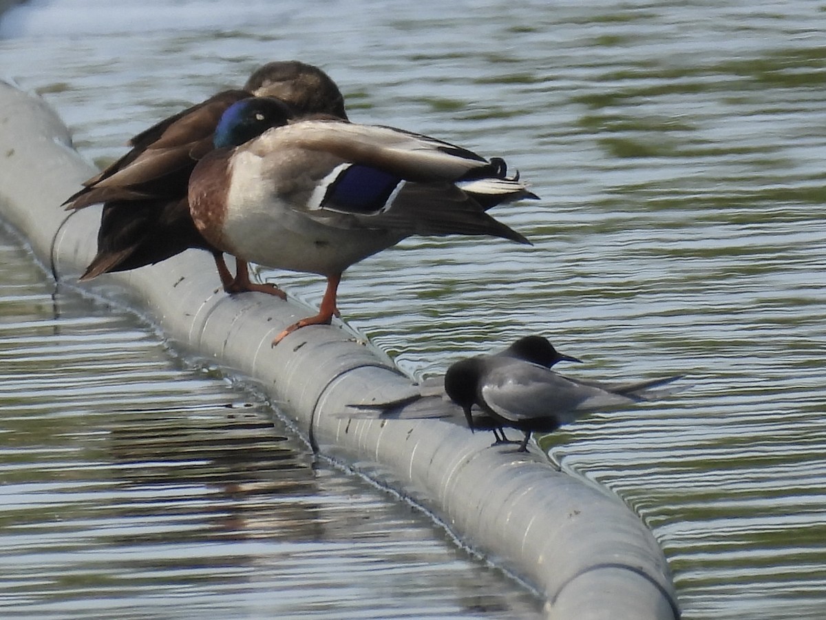 Black Tern - ML575169871