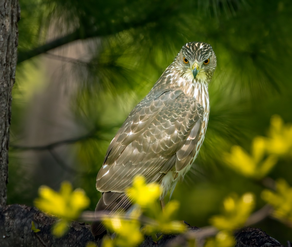 Cooper's Hawk - Harvey Fielder