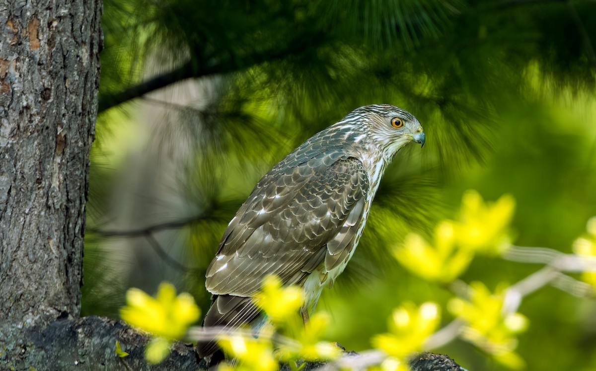 Cooper's Hawk - Harvey Fielder