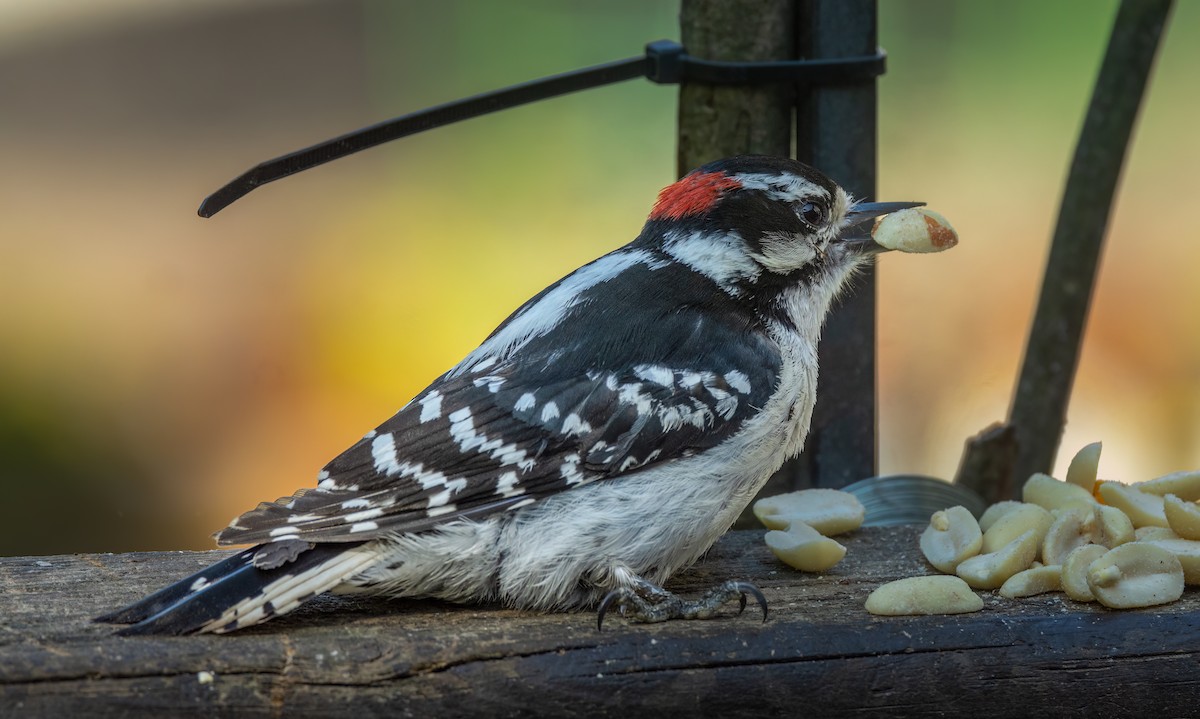 Downy Woodpecker - ML575170191