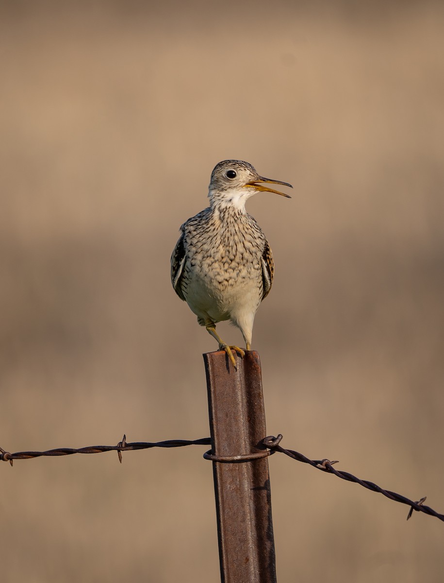 Upland Sandpiper - ML575171661