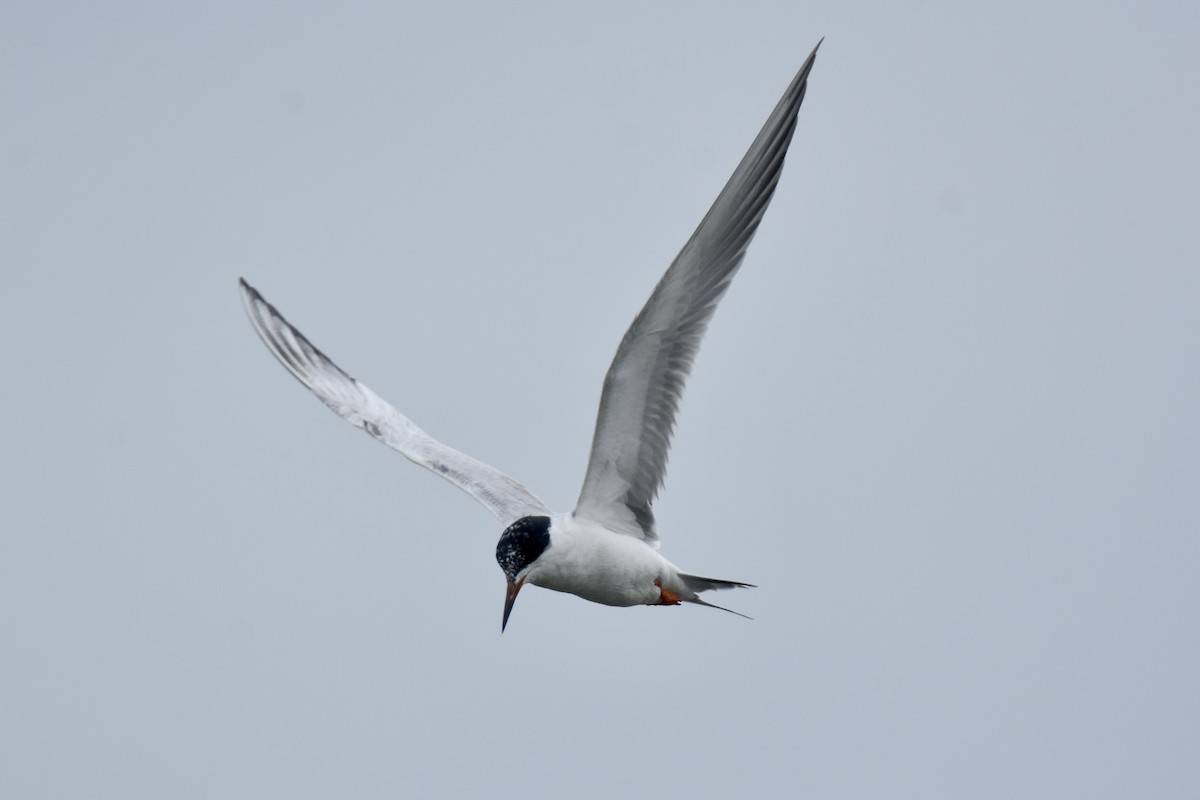 Forster's Tern - Pete Monacell